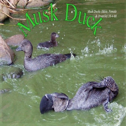 5 B Muskrat | PDF