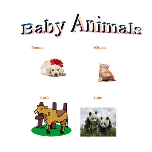 Baby Animals