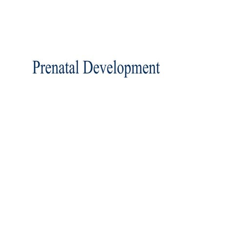Baby's prenatal development