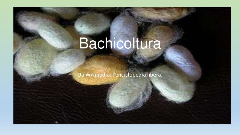 Bachicoltura
