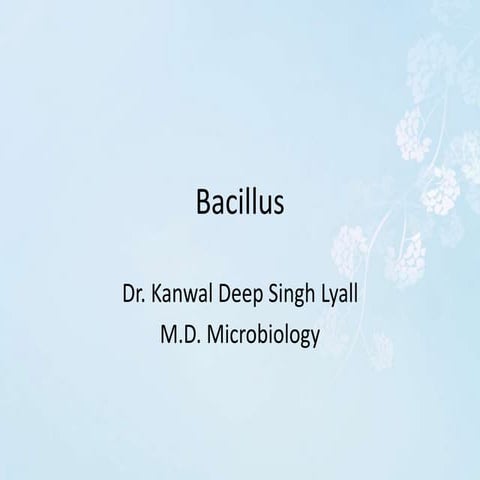 Bacillus