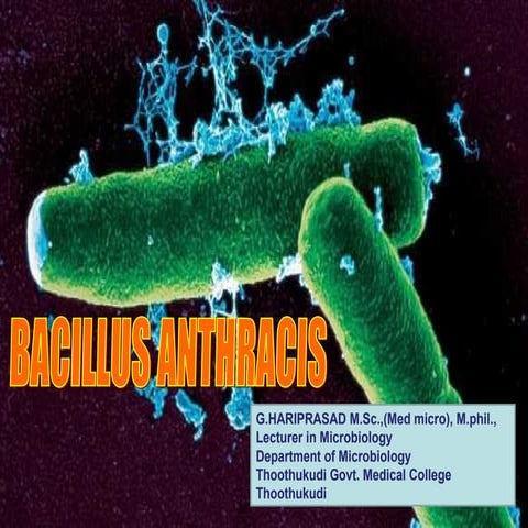 Bacillus anthracis