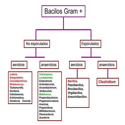 Bacilos gram positivos aerobios no esporulados
