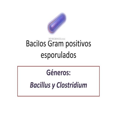 Bacilos gram positivos esporulados