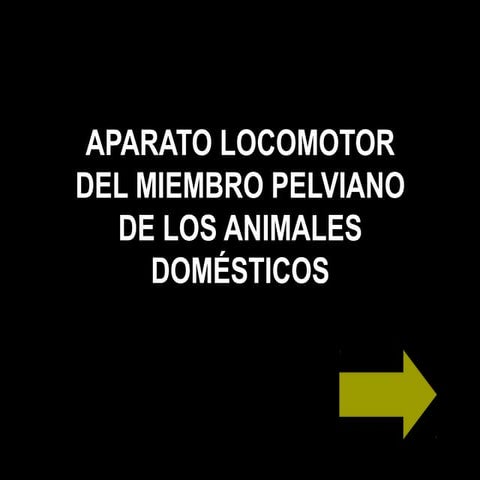 Miembro posterior. Región de la grupa de los animales domésticos