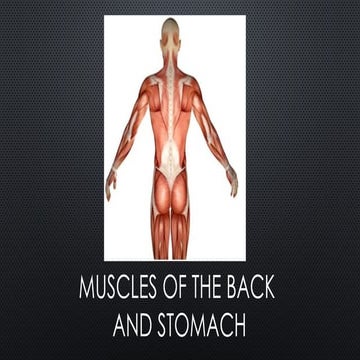 Back Muscles including anatomy and function | PPTX