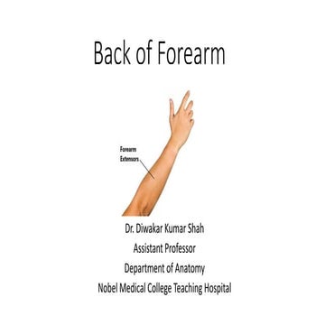 Back of Forearm.pptx