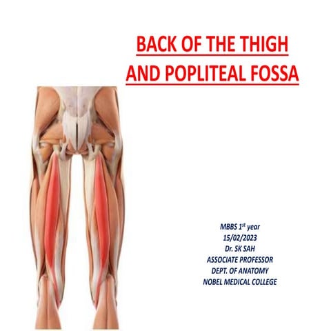 BACK OF THIGH AND POPLITEAL FOSSA.pptx