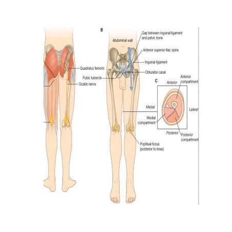 Slideshow: Posterior Thigh Hamstrings | PPT
