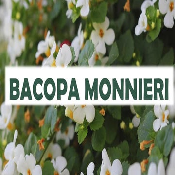 BACOPA MONNIERI.BHMS.MATERIA MEDICA.HOMOEOPATHY