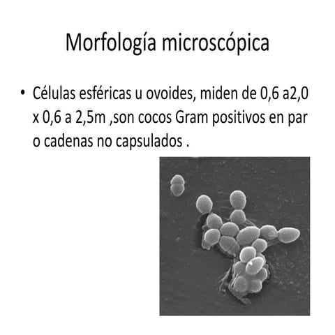 enterococcus