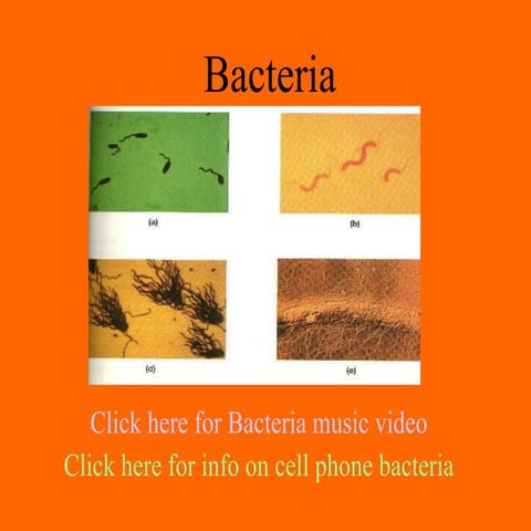 Bacteria