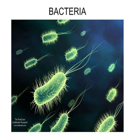 Bacteria