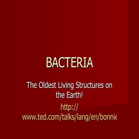 Bacteria