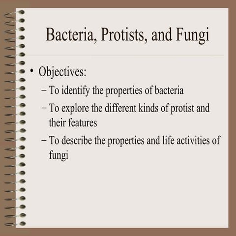 Bacteria