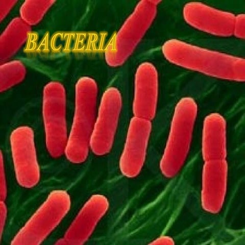 Bacteria