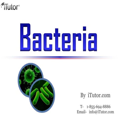 Bacteria