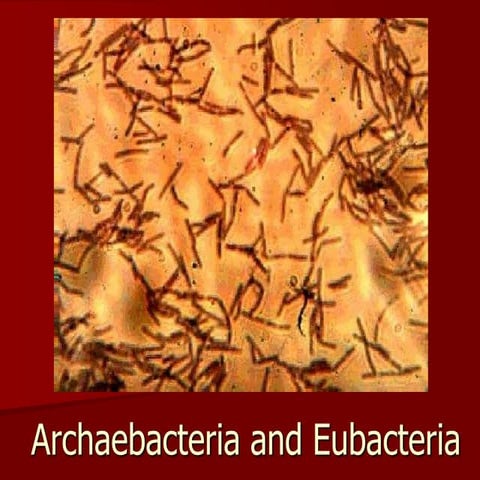 Bacteria.ppt