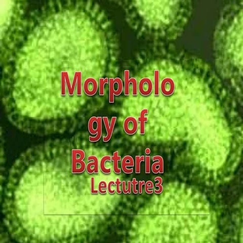 bacteria- lecture 3.pptx