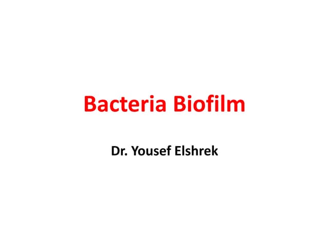 Bacteria biofilm