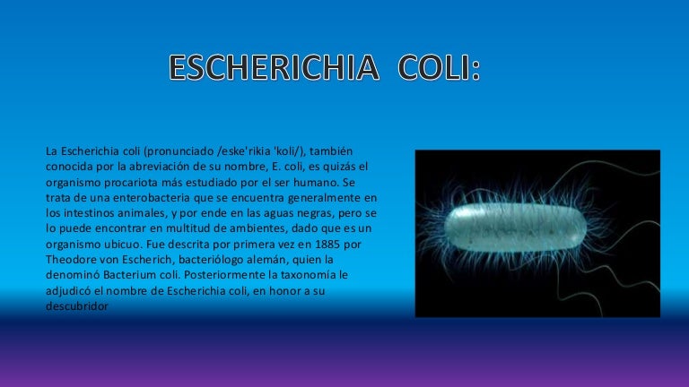 Bacteria Escherichia Coli