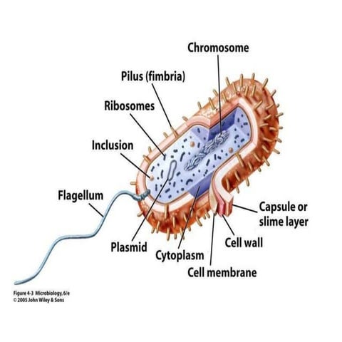 Bacterial Cell