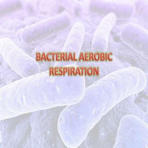 Bacterial aerobic respiration