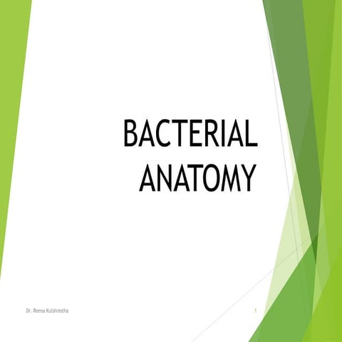 Bacterial anatomy