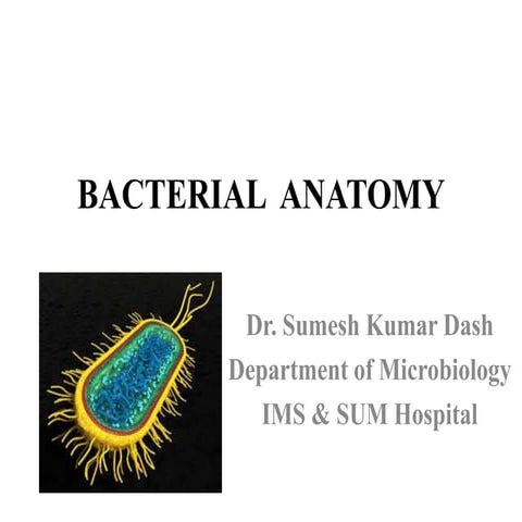 Bacterial anatomy
