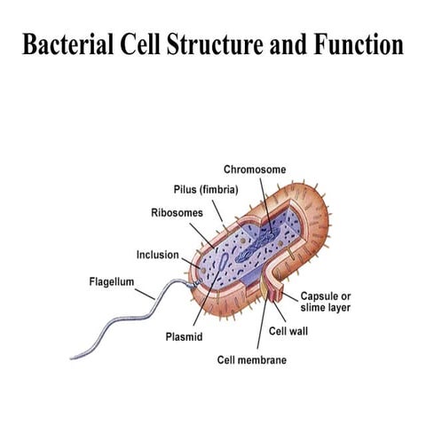 Bacterial Cell structure and Function I.pdf
