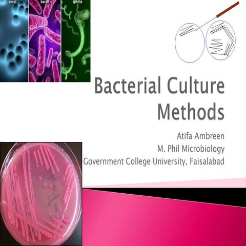 Bacterial Culture