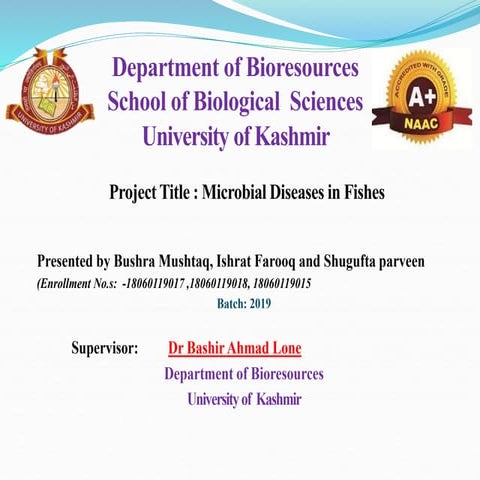 Bacterial Disease in Fish by bushra mushtaq.ppt