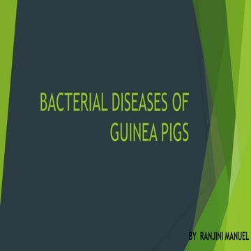 Bacterial diseases of guinea pigs