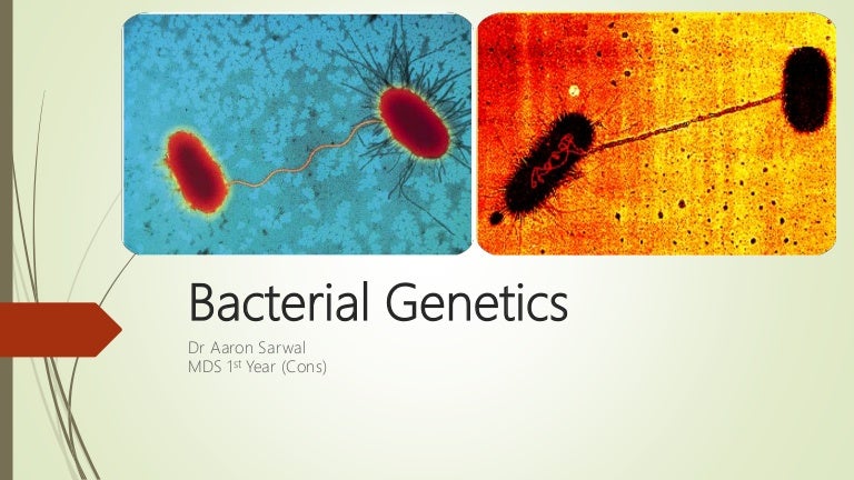 Bacterial genetics