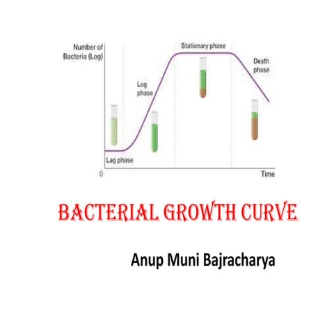 Bacterial growth curve