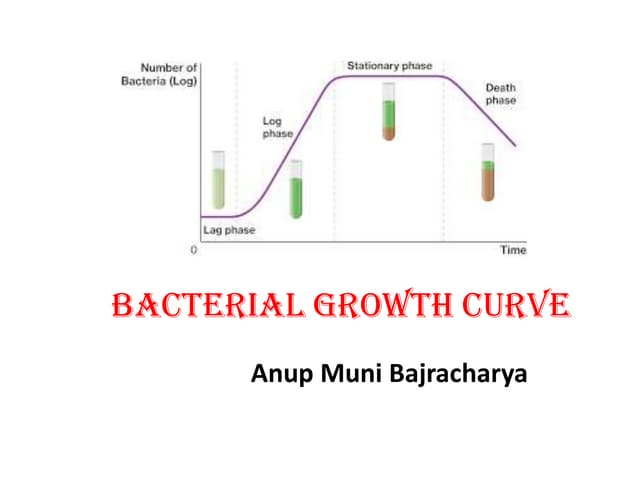 Bacterial growth curve