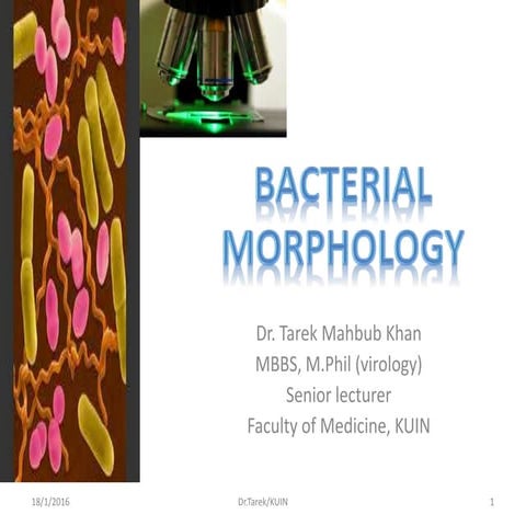 Bacterial Morphology