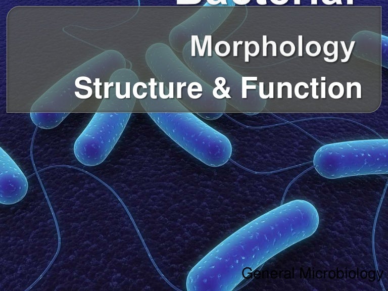 Bacterial morphology