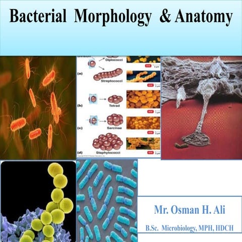 Bacterial Morphology and Atomy.pptx microbiology