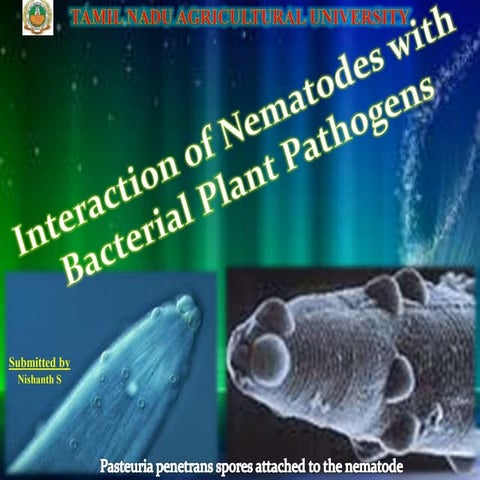 Bacterial nematode interactiion