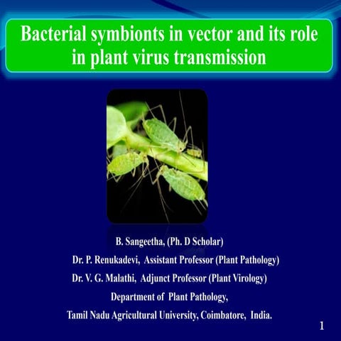 Bacterial symbionts in vector and its role in plant virus transmission