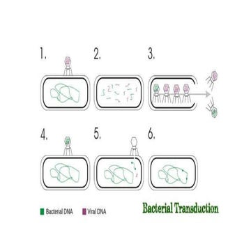 Bacterial transduction (Bacterial genetic recombination)