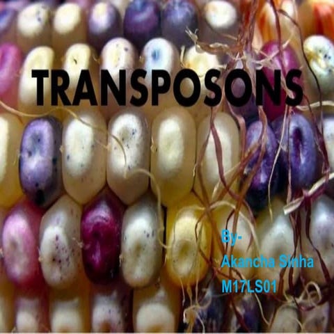 Bacterial transposons