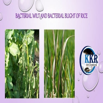 Bacterial wilt and bacterial blight of rice K R.pptx