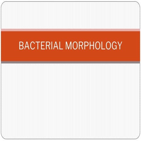 BACTERIA MORPHOLOGY-1.pptx