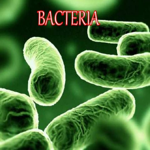 Bacteria 