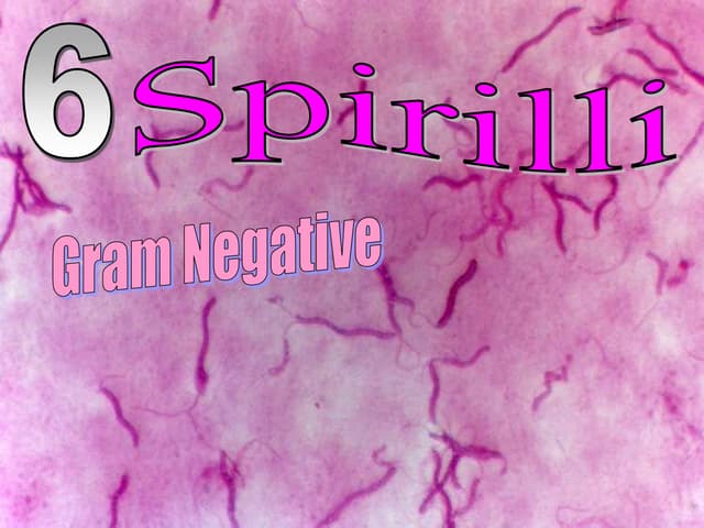 Bacteria Quiz Game Lesson