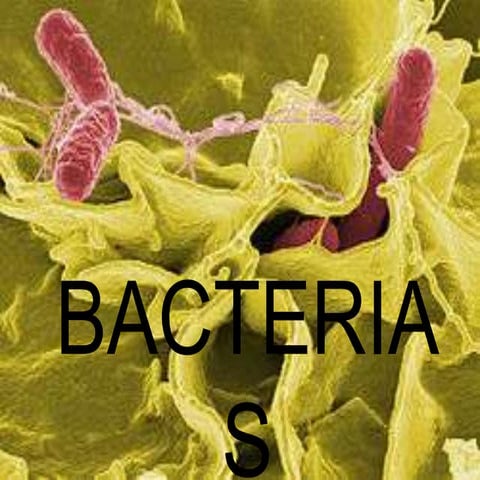 Bacterias