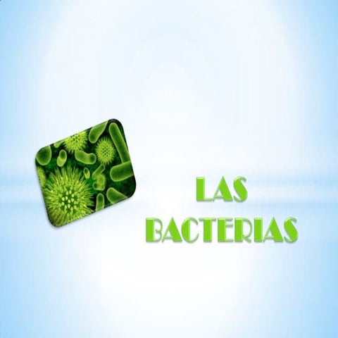 Bacterias