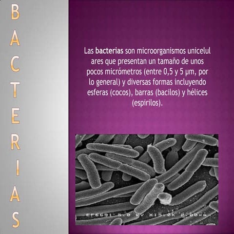 Bacterias
